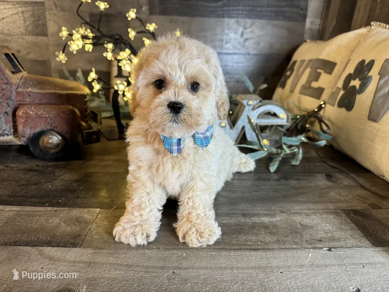 Bear – Maltipoo puppy for sale in San Antonio, TX