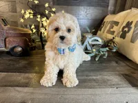 Bear, a male Maltipoo for sale in San Antonio, TX – 1 of 6