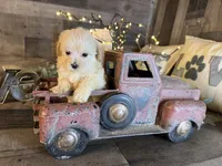 Tiny, a female Maltipoo for sale in San Antonio, TX – 6 of 6