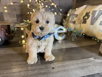 Carter , a male Maltipoo for sale in San Antonio, TX – 5 of 5