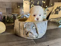 Elsa, a female Maltipoo for sale in San Antonio, TX – 7 of 8