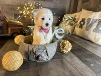 Princess , a female Maltipoo for sale in San Antonio, TX – 4 of 5