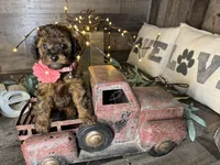 Tiffany , a female Maltipoo for sale in San Antonio, TX – 3 of 9