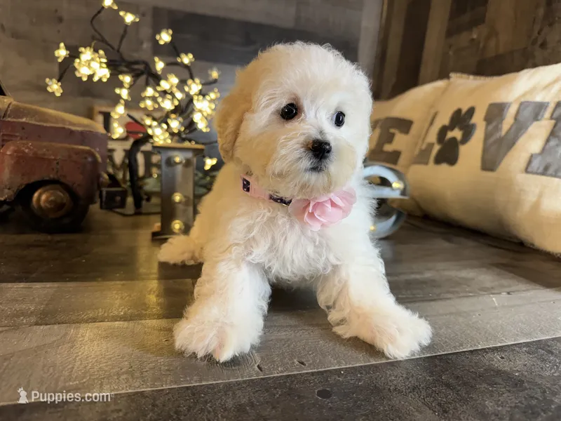 Bella – Maltipoo puppy for sale in San Antonio, TX