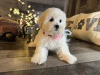 Bella, a female Maltipoo for sale in San Antonio, TX – 1 of 6