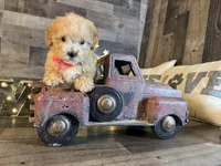 Nala, a female Maltipoo for sale in San Antonio, TX – 4 of 7