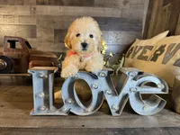 Elsa, a female Maltipoo for sale in San Antonio, TX – 1 of 6