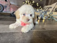 Luna, a female Maltipoo for sale in San Antonio, TX – 4 of 5