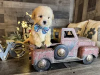 Snoopy, a male Maltipoo for sale in San Antonio, TX – 2 of 6