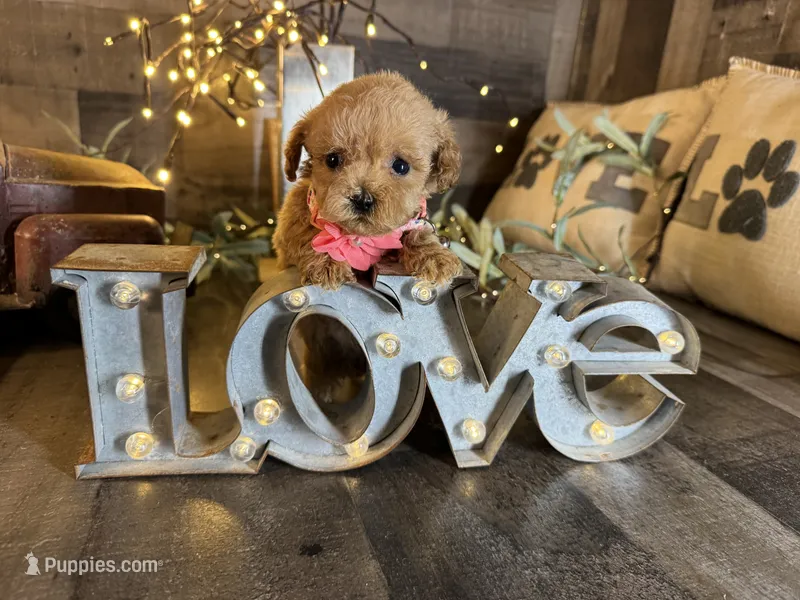 Shine – Maltipoo puppy for sale in San Antonio, TX