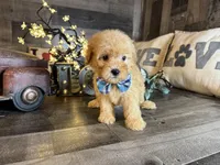 Milo , a male Maltipoo for sale in San Antonio, TX – 2 of 6