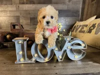 Ana, a female Maltipoo for sale in San Antonio, TX – 3 of 6