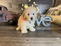 Elsa, a female Maltipoo for sale in San Antonio, TX – 4 of 6