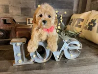 Mini , a female Maltipoo for sale in San Antonio, TX – 3 of 8