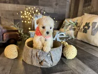 Luna, a female Maltipoo for sale in San Antonio, TX – 2 of 6