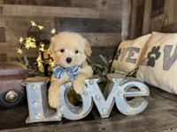 Snoopy, a male Maltipoo for sale in San Antonio, TX – 6 of 6