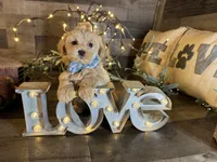 Carter , a male Maltipoo for sale in San Antonio, TX – 2 of 5