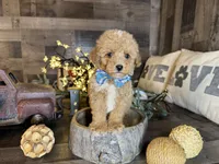 Simba, a male Maltipoo for sale in San Antonio, TX – 5 of 6