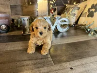 Clifford , a male Maltipoo for sale in San Antonio, TX – 2 of 7