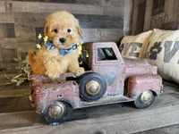 Milo , a male Maltipoo for sale in San Antonio, TX – 4 of 6