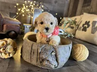Ruby, a female Maltipoo for sale in San Antonio, TX – 5 of 6