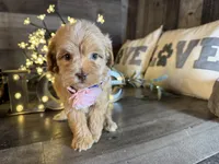 Mía , a female Maltipoo for sale in San Antonio, TX – 5 of 7
