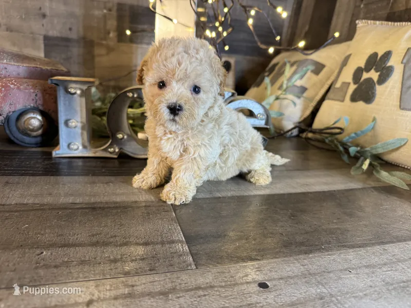 Moana – Maltipoo puppy for sale in San Antonio, TX