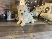 Moana, a female Maltipoo for sale in San Antonio, TX – 1 of 8
