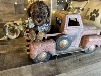 Magnus, a male Maltipoo for sale in San Antonio, TX – 3 of 9