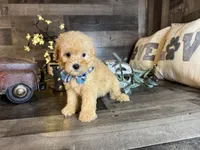 Milo , a male Maltipoo for sale in San Antonio, TX – 3 of 6