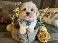 Olaf, a male Maltipoo for sale in San Antonio, TX – 2 of 6