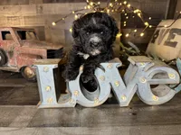 Blackie , a male Maltipoo for sale in San Antonio, TX – 4 of 5