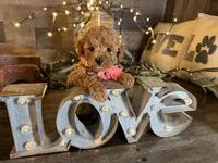 Nala, a female Maltipoo for sale in San Antonio, TX – 5 of 7