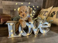Tom, a male Maltipoo for sale in San Antonio, TX – 7 of 7
