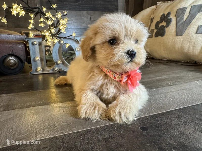 Shine – Maltipoo puppy for sale in San Antonio, TX