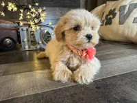 Shine, a female Maltipoo for sale in San Antonio, TX – 1 of 7