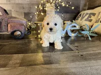 Daisy, a female Maltipoo for sale in San Antonio, TX – Photo 5 of 5