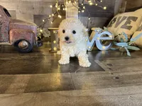 Daisy, a female Maltipoo for sale in San Antonio, TX – Photo 3 of 5