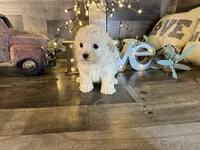 Daisy, a female Maltipoo for sale in San Antonio, TX – Photo 2 of 5