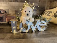 Daisy, a female Maltipoo for sale in San Antonio, TX – Photo 4 of 5