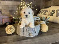 Daisy, a female Maltipoo for sale in San Antonio, TX – Photo 1 of 5