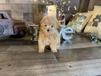 Bella, a female Maltipoo for sale in San Antonio, TX – 5 of 7