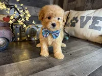Milo , a male Maltipoo for sale in San Antonio, TX – 6 of 6