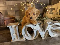 Daisy , a female Maltipoo for sale in San Antonio, TX – 2 of 7