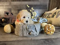 Elsa, a female Maltipoo for sale in San Antonio, TX – 6 of 6