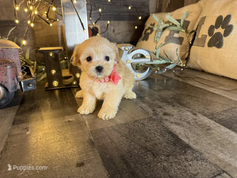 Shimmer – Maltipoo puppy for sale in San Antonio, TX