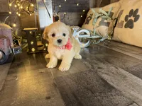 Shimmer, a female Maltipoo for sale in San Antonio, TX – 1 of 5