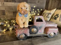 Teddy, a male Maltipoo for sale in San Antonio, TX – 7 of 8