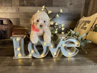 Luna, a female Maltipoo for sale in San Antonio, TX – 5 of 5