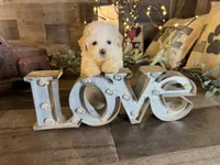 Snoopy , a male Maltipoo for sale in San Antonio, TX – 8 of 8